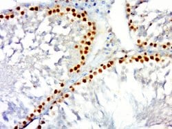 PCNA [proliferation Marker] Rabbit anti-Human, Polyclonal, Bioss 100 &mu;L;