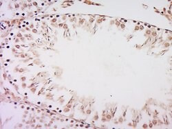 RanBP3 Rabbit anti-Human, Polyclonal, Bioss 100 &mu;L; Unconjugated:Antibodies,