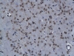 NIT2 Rabbit anti-Human, Polyclonal, Bioss 100 &mu;L; Unconjugated:Antibodies,
