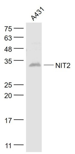NIT2 Rabbit anti-Human, Polyclonal, Bioss 100 &mu;L; Unconjugated:Antibodies,