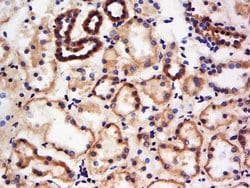 BPNT1 Rabbit anti-Human, Polyclonal, Bioss 100 &mu;L | Buy Online | Bioss | Fisher Scientific