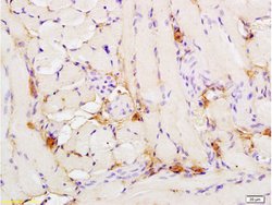 Phospho-Nrf2 (Ser40) Rabbit anti-Human, Polyclonal, Bioss 100 &mu;L; Unconjugated:Antibodies,