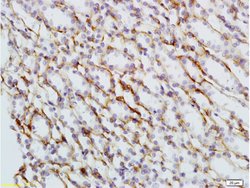Phospho-Nrf2 (Ser40) Rabbit anti-Human, Polyclonal, Bioss 100 &mu;L; Unconjugated:Antibodies,