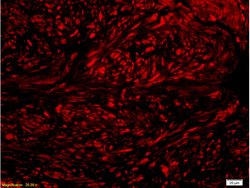 Phospho-Nrf2 (Ser40) Rabbit anti-Human, Polyclonal, Bioss 100 &mu;L; Unconjugated:Antibodies,
