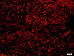 Phospho-Nrf2 (Ser40) Rabbit anti-Human, Polyclonal, Bioss 100 &mu;L; Unconjugated:Antibodies,