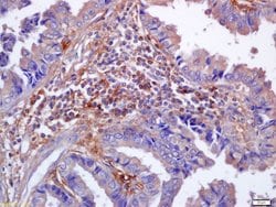 Phospho-Nrf2 (Ser40) Rabbit anti-Human, Polyclonal, Bioss 100 &mu;L; Unconjugated:Antibodies,