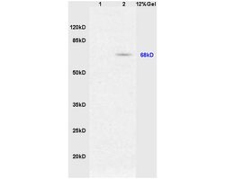 Phospho-Nrf2 (Ser40) Rabbit anti-Human, Polyclonal, Bioss 100 &mu;L; Unconjugated:Antibodies,