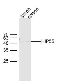 HIP55 Rabbit anti-Human, Polyclonal, Bioss 100 &mu;L; Unconjugated:Antibodies,