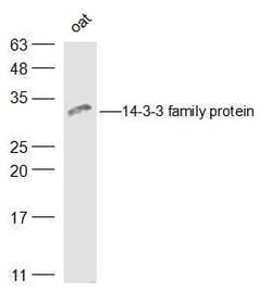 14-3-3 family protein Rabbit anti-Human, Polyclonal, Bioss 100 &mu;L; Unconjugated:Antibodies,