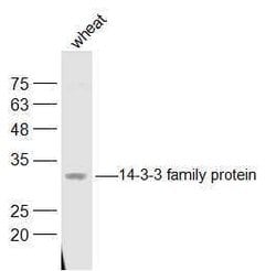 14-3-3 family protein Rabbit anti-Human, Polyclonal, Bioss 100 &mu;L; Unconjugated:Antibodies,