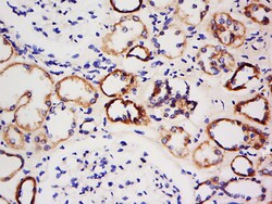 AMPK beta 1 Rabbit anti-Human, Polyclonal, Bioss 100 &mu;L; Unconjugated:Antibodies,