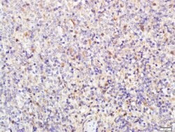 Neurogenic locus notch homolog protein 1 Rabbit anti-Human, Polyclonal,