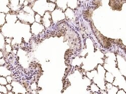 Neurogenic locus notch homolog protein 1 Rabbit anti-Human, Polyclonal,