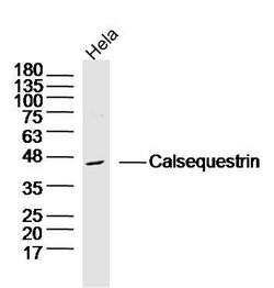 Calsequestrin-1 Rabbit anti-Human, Polyclonal, Bioss 100 &mu;L; Unconjugated:Antibodies,