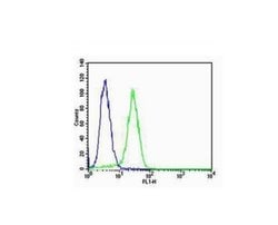 CK18 Rabbit anti-Human, Polyclonal, Bioss 100 &mu;L; Unconjugated:Antibodies,