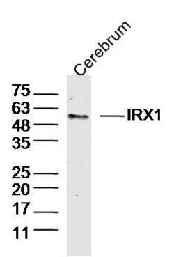IRX1 Rabbit anti-Human, Polyclonal, Bioss 100 &mu;L; Unconjugated:Antibodies,
