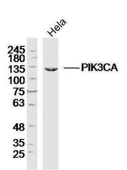PI3KCA Rabbit anti-Human, Polyclonal, Bioss 100 &mu;L | Buy Online | Bioss | Fisher Scientific