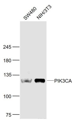 PI3KCA Rabbit anti-Human, Polyclonal, Bioss 100 &mu;L | Buy Online | Bioss | Fisher Scientific