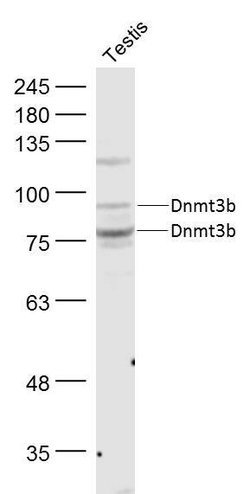 Dnmt3b Rabbit anti-Human, Polyclonal, Bioss 100 &mu;L; Unconjugated:Antibodies,