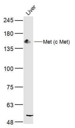 Met (c Met) Rabbit anti-Human, Polyclonal, Bioss 100 &mu;L; Unconjugated:Antibodies,