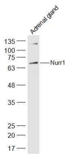 Nurr1 Rabbit anti-Human, Polyclonal, Bioss 100 &mu;L; Unconjugated:Antibodies,