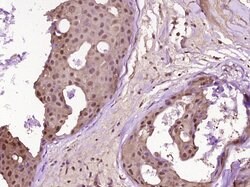 PARP1 Rabbit anti-Human, Polyclonal, Bioss 100 &mu;L; Unconjugated:Antibodies,