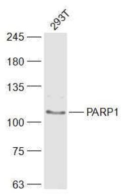 PARP1 Rabbit anti-Human, Polyclonal, Bioss 100 &mu;L; Unconjugated:Antibodies,