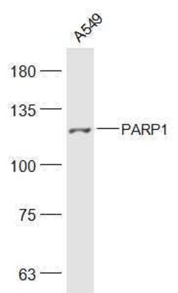 PARP1 Rabbit anti-Human, Polyclonal, Bioss 100 &mu;L; Unconjugated:Antibodies,