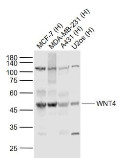WNT4 Polyclonal Antibody, Bioss 100 &mu;L; Unconjugated:Antibodies, Polyclonal