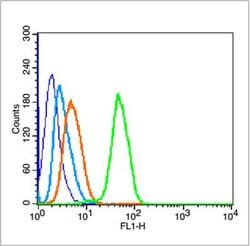 P53wt-p53 Rabbit anti-Human, Polyclonal, Bioss 100 &mu;L; Unconjugated:Antibodies,