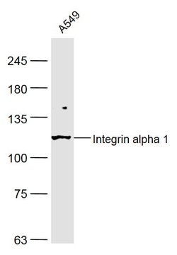 Integrin alpha 1 Rabbit anti-Human, Polyclonal, Bioss 100 &mu;L; Unconjugated:Antibodies,