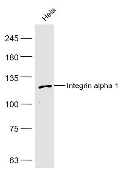 Integrin alpha 1 Rabbit anti-Human, Polyclonal, Bioss 100 &mu;L; Unconjugated:Antibodies,