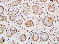 TEM1/CD248 Rabbit anti-Human, Polyclonal, Bioss 100 &mu;L; Unconjugated:Antibodies,