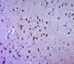 5HT4 Receptor Rabbit anti-Human, Polyclonal, Bioss 100 &mu;L; Unconjugated:Antibodies,