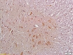 NMDAR1 Rabbit anti-Human, Polyclonal, Bioss 100 &mu;L; Unconjugated:Antibodies,