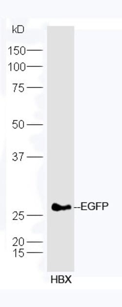 EGFP Rabbit anti-Human, Polyclonal, Bioss 100 &mu;L | Buy Online | Bioss | Fisher Scientific