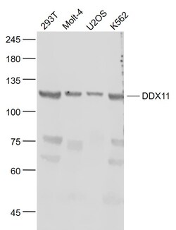 KRG2/DDX11 Polyclonal Antibody, Bioss 100 &mu;L; Unconjugated:Antibodies,