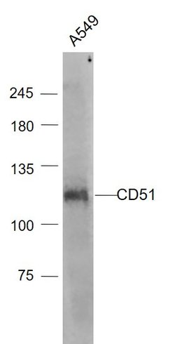 Integrin alpha V/CD51 Rabbit anti-Human, Polyclonal, Bioss 100 &mu;L; Unconjugated:Antibodies,