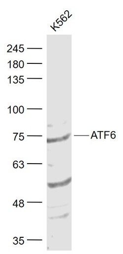 ATF6 Rabbit anti-Human, Polyclonal, Bioss 100 &mu;L; Unconjugated:Antibodies,