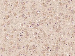 ATF6 Rabbit anti-Human, Polyclonal, Bioss 100 &mu;L; Unconjugated:Antibodies,