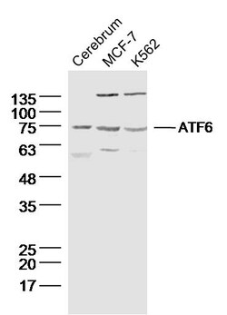 ATF6 Rabbit anti-Human, Polyclonal, Bioss 100 &mu;L; Unconjugated:Antibodies,