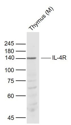 IL-4R Polyclonal Antibody, Bioss 100 &mu;L | Buy Online | Bioss | Fisher Scientific