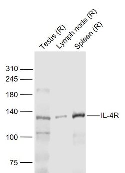 IL-4R Polyclonal Antibody, Bioss 100 &mu;L | Buy Online | Bioss | Fisher Scientific