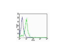 FOXA2/HNF 3beta Rabbit anti-Human, Polyclonal, Bioss 100 &mu;L; Unconjugated:Antibodies,