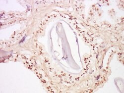 FOXA2/HNF 3beta Rabbit anti-Human, Polyclonal, Bioss 100 &mu;L; Unconjugated:Antibodies,