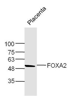 FOXA2/HNF 3beta Rabbit anti-Human, Polyclonal, Bioss 100 &mu;L; Unconjugated:Antibodies,