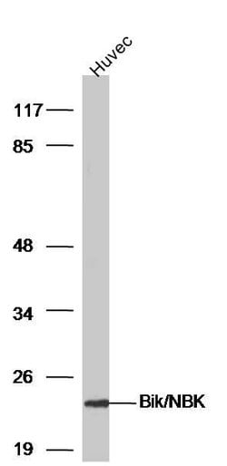 Bik/NBK Rabbit anti-Human, Polyclonal, Bioss 100 &mu;L | Buy Online | Bioss | Fisher Scientific
