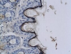 CNR2/CB2 Rabbit anti-Human, Polyclonal, Bioss 100 &mu;L; Unconjugated:Antibodies,
