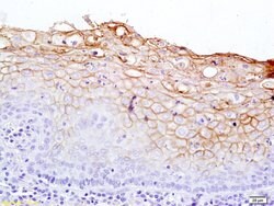 Notch 2 Rabbit anti-Human, Polyclonal, Bioss 100 &mu;L; Unconjugated:Antibodies,