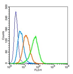 LAMP2 Rabbit anti-Human, Polyclonal, Bioss 100 &mu;L; Unconjugated:Antibodies,